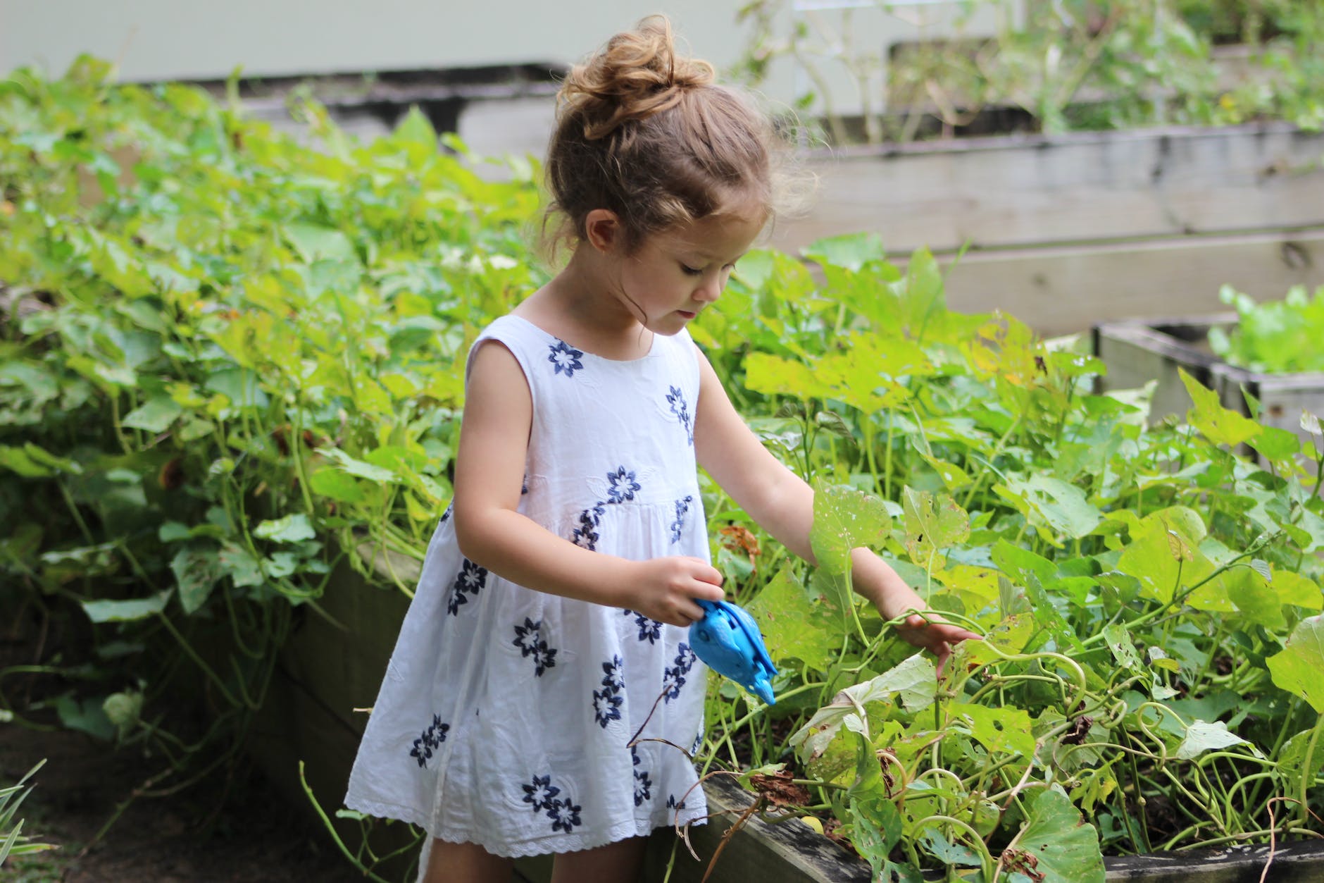 10 Golden Rules For Watering Plants